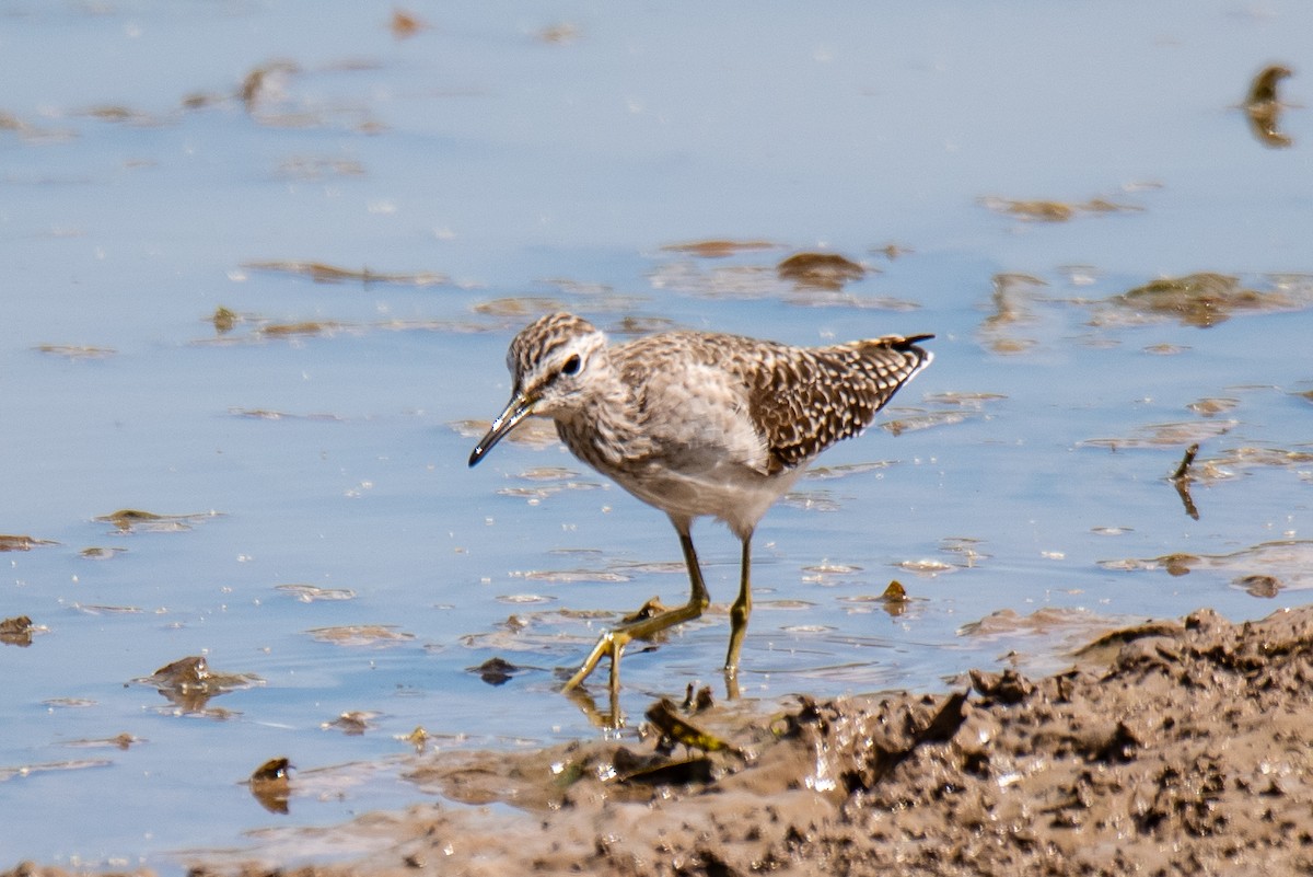 Wood Sandpiper - ML151172571