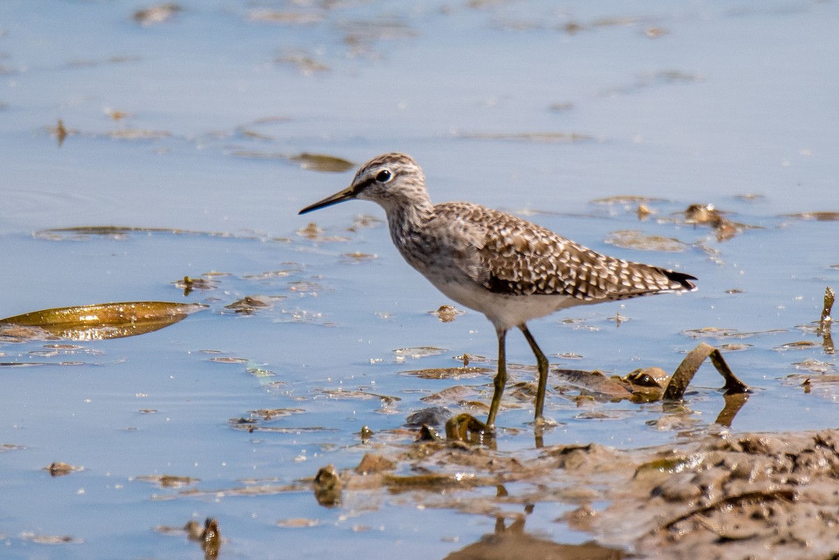 vodouš bahenní - ML151172581