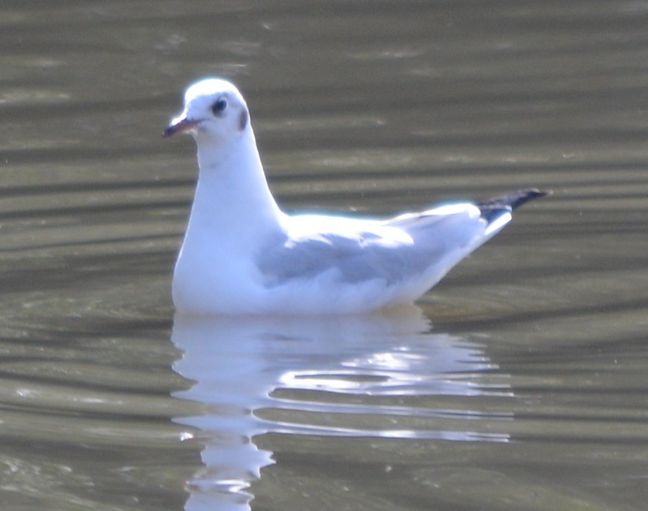 Black-headed Gull - ML151172831