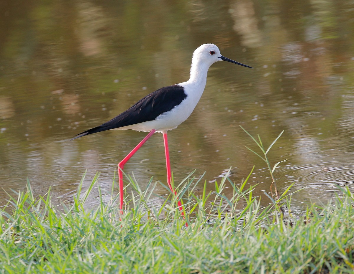 Black-winged Stilt - Neoh Hor Kee