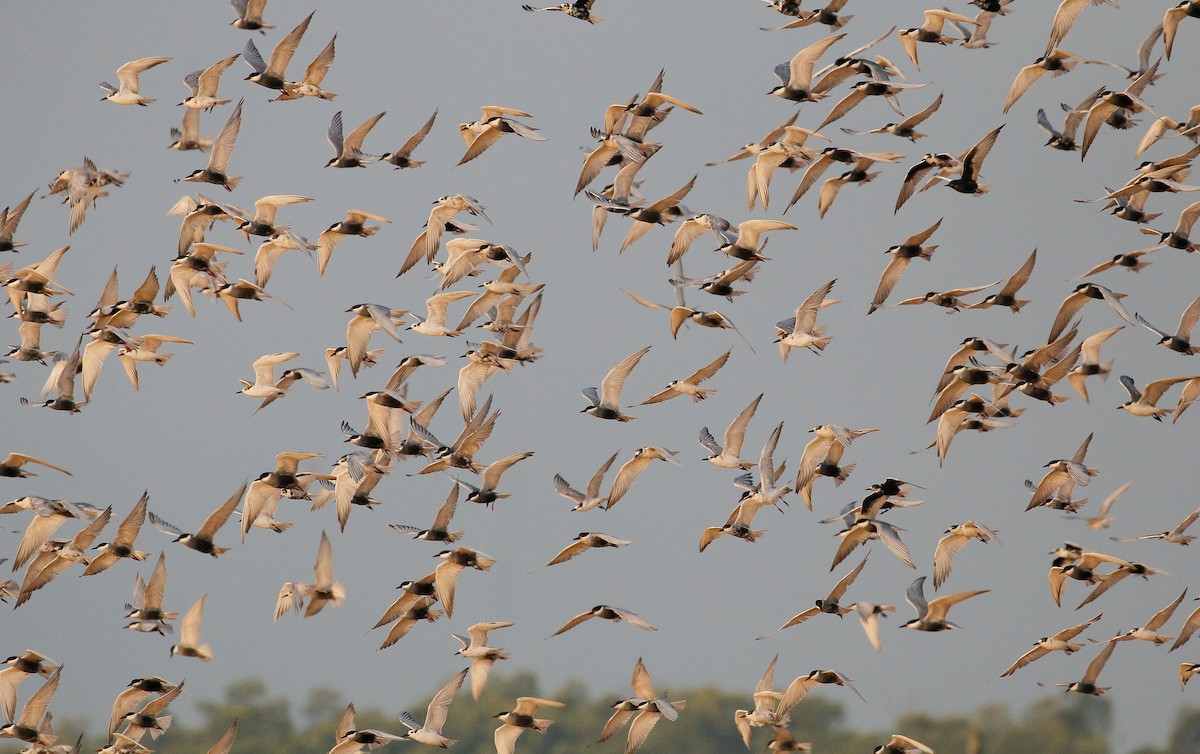 Whiskered Tern - Neoh Hor Kee