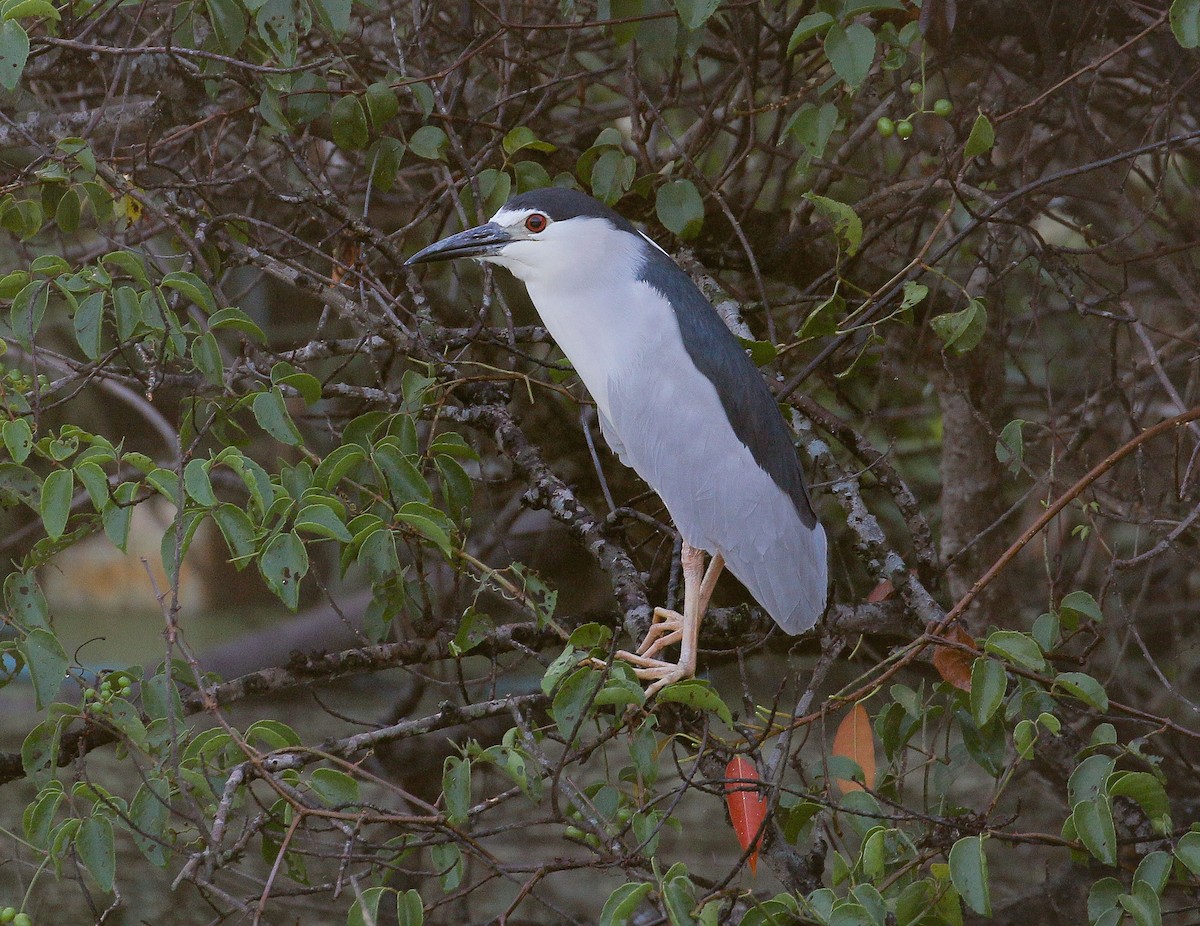 Black-crowned Night Heron - ML151173121