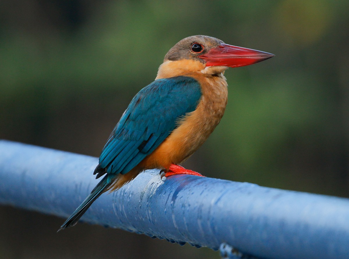 Stork-billed Kingfisher - ML151173161