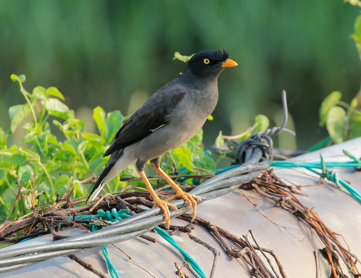 Jungle Myna - ML151173181