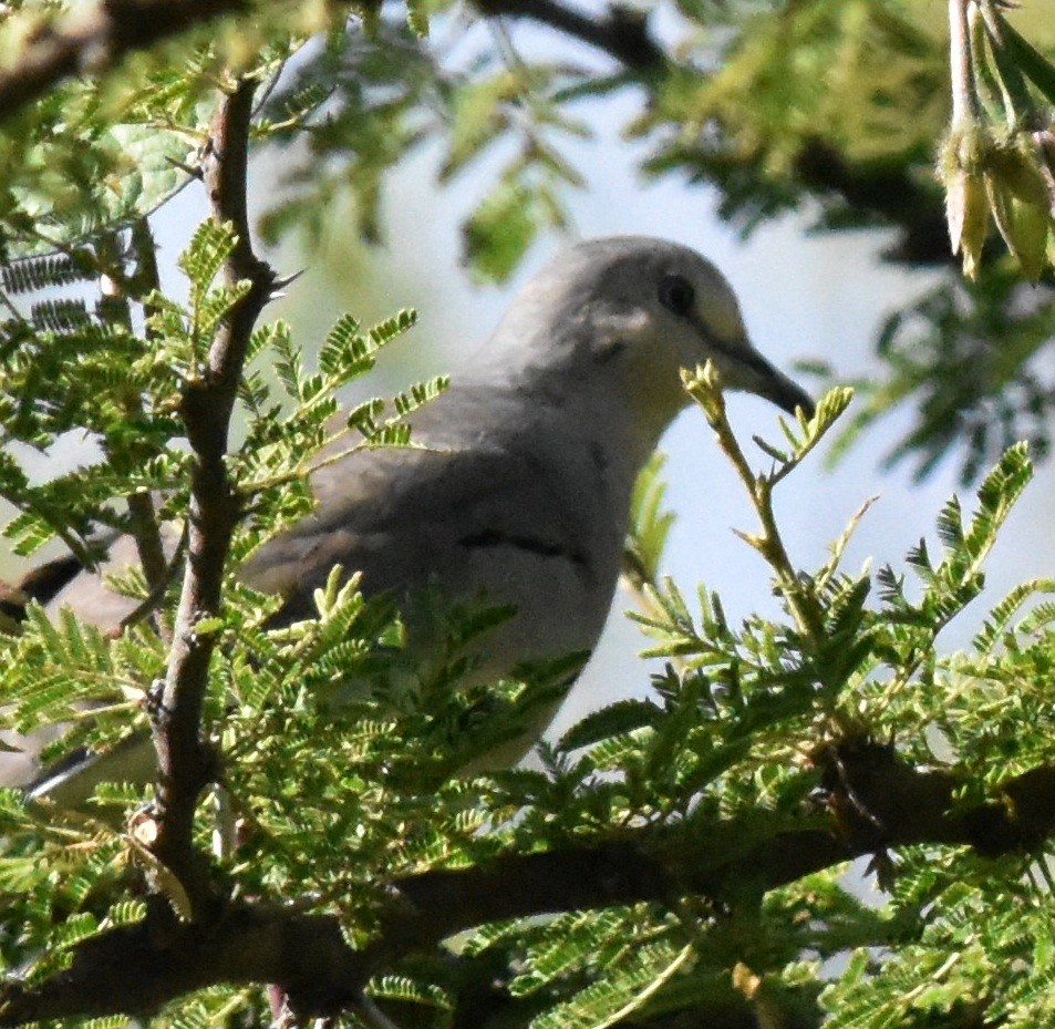 Picui Ground Dove - ML151174761