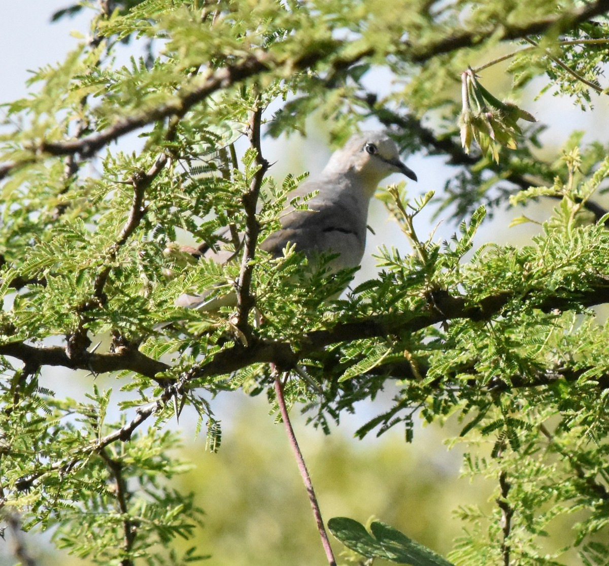 Picui Ground Dove - ML151174781