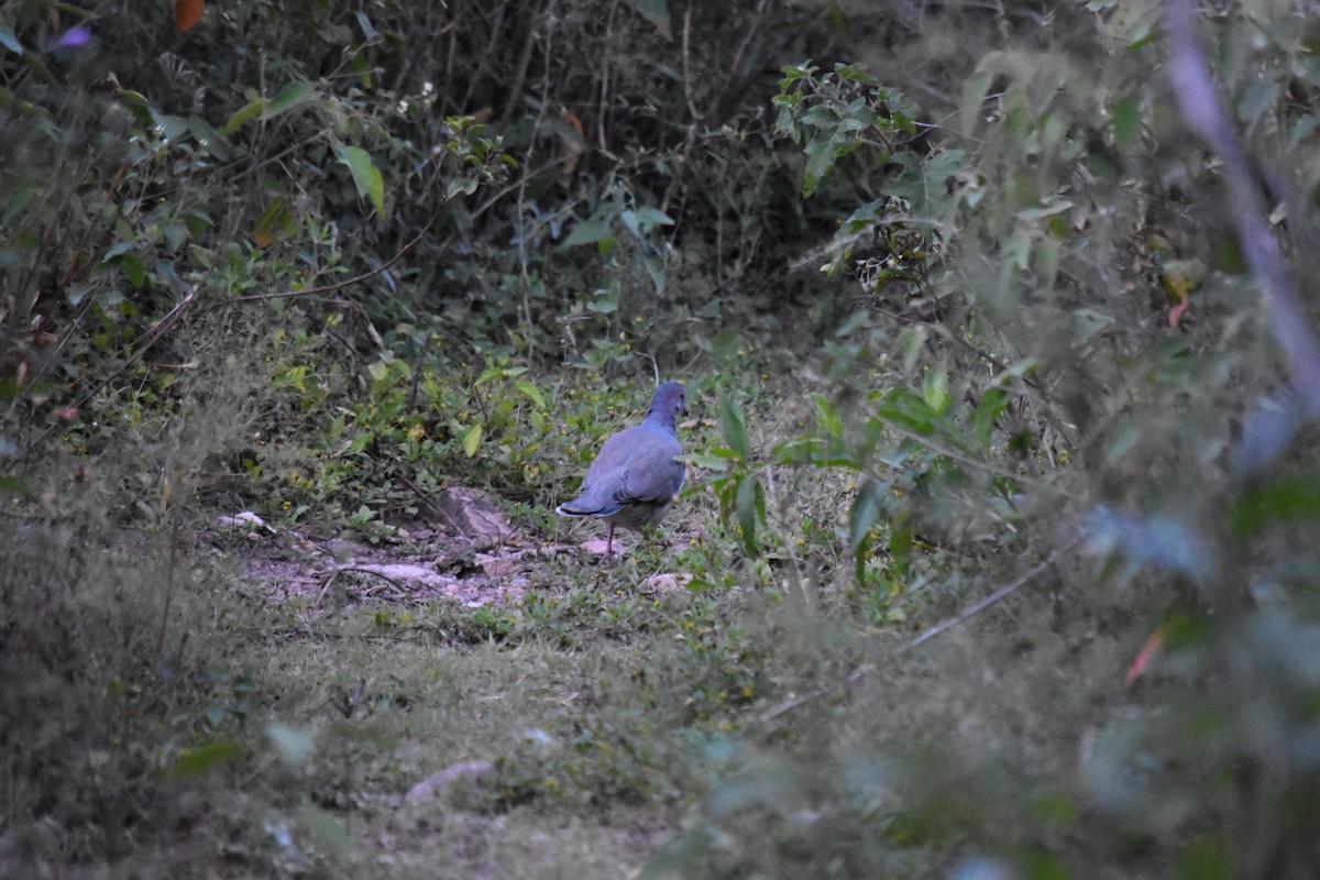 White-tipped Dove - ML151175031