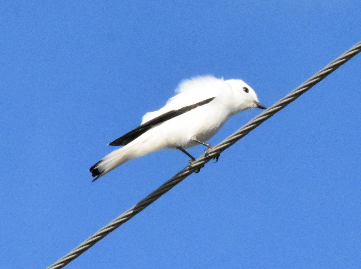 Monjita Blanca - ML151175201