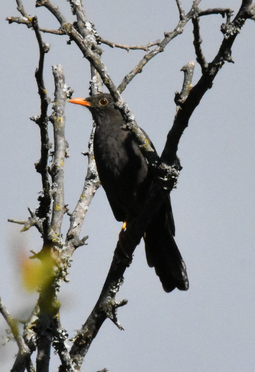 Chiguanco Thrush - ML151175391