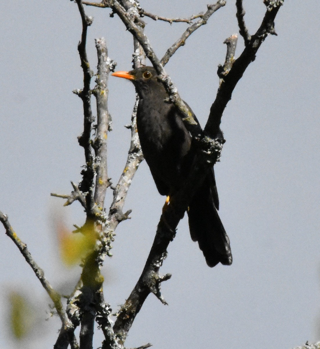 Chiguanco Thrush - andres ebel