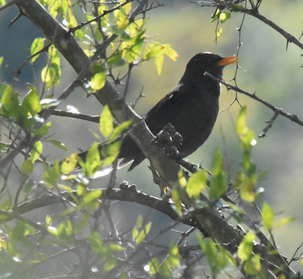 Chiguanco Thrush - ML151175421