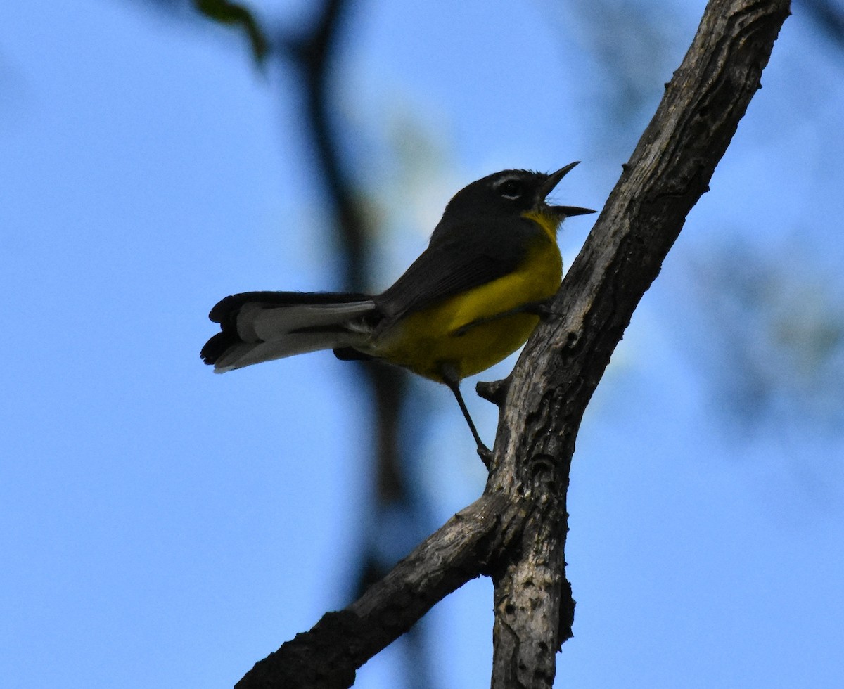 Brown-capped Redstart - ML151175751