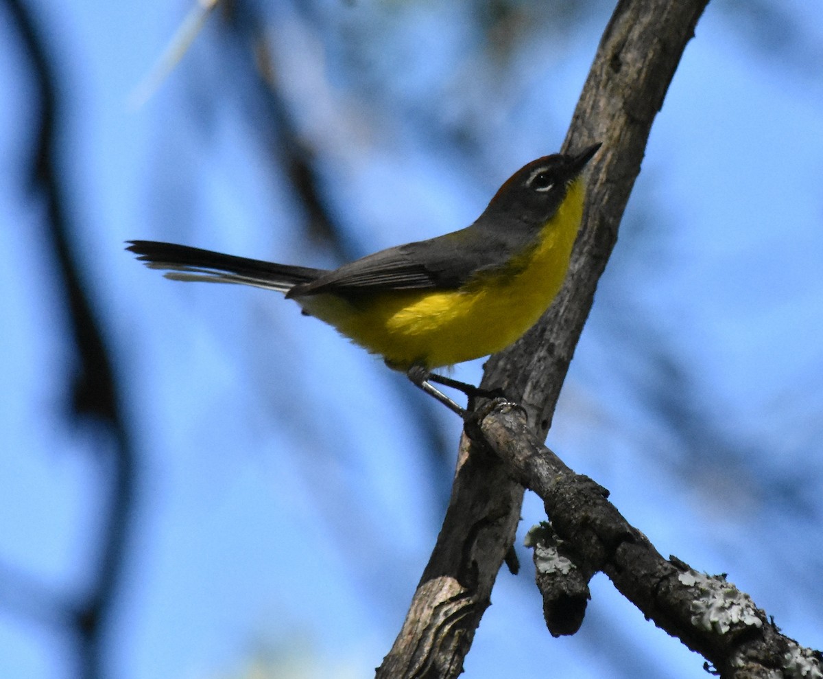 Brown-capped Redstart - ML151175791