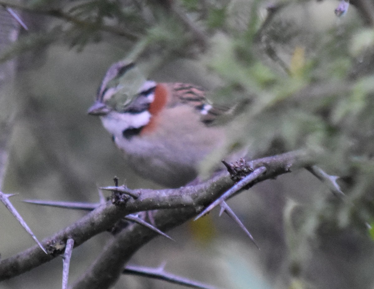 Rufous-collared Sparrow - ML151175941