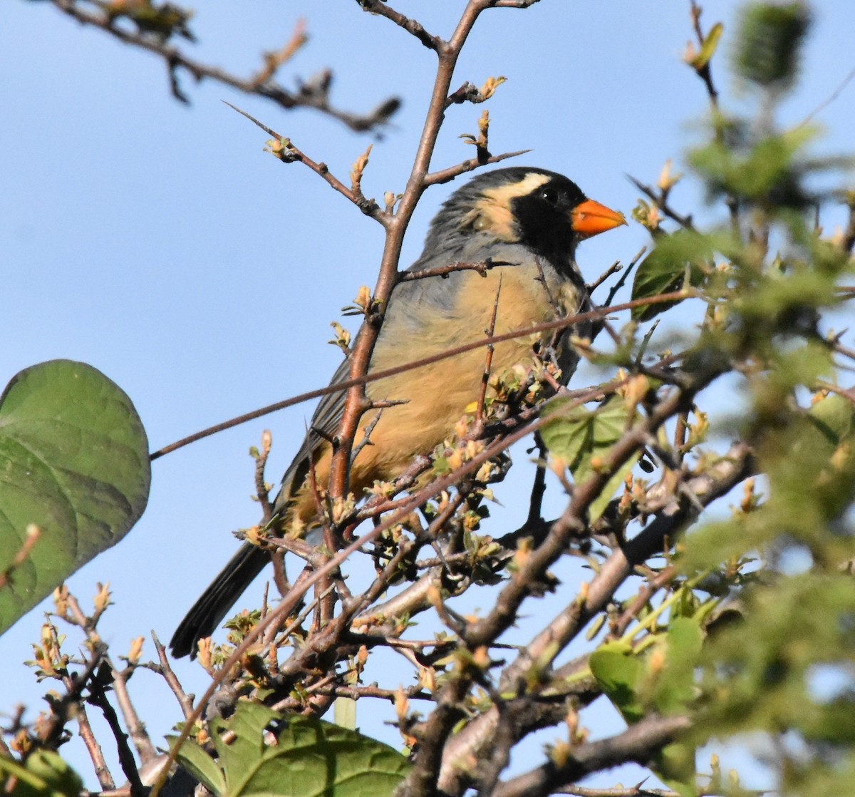 Golden-billed Saltator - ML151176011