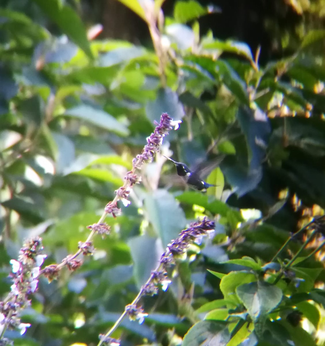 White-bellied Woodstar - ML151176781