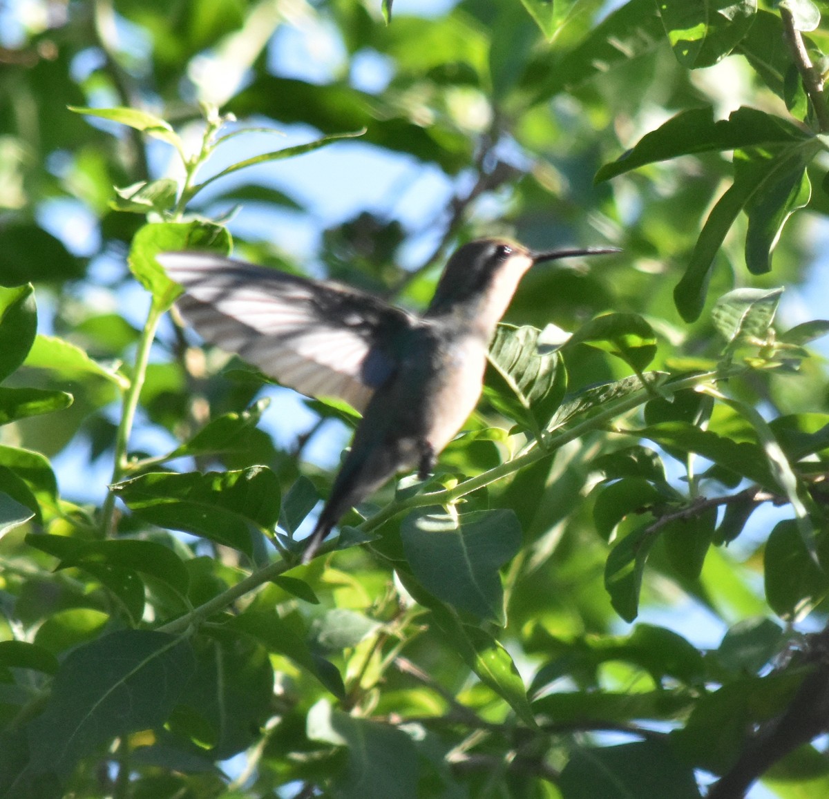 Glittering-bellied Emerald - ML151177671