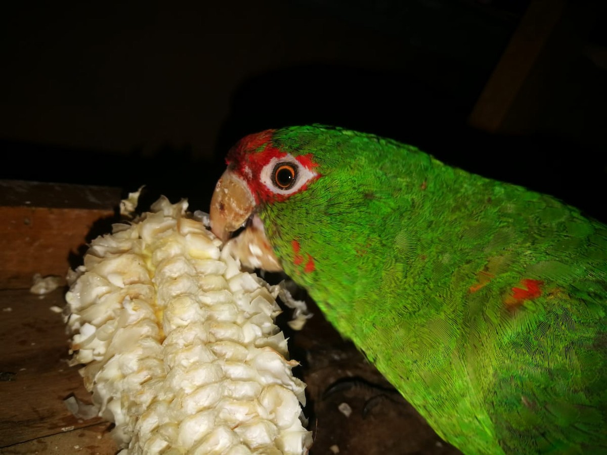 Mitred Parakeet - ML151178121