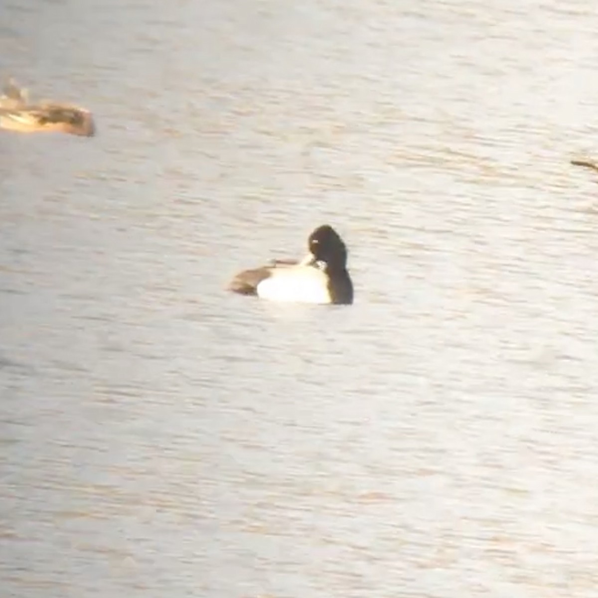 Lesser Scaup - ML151178231