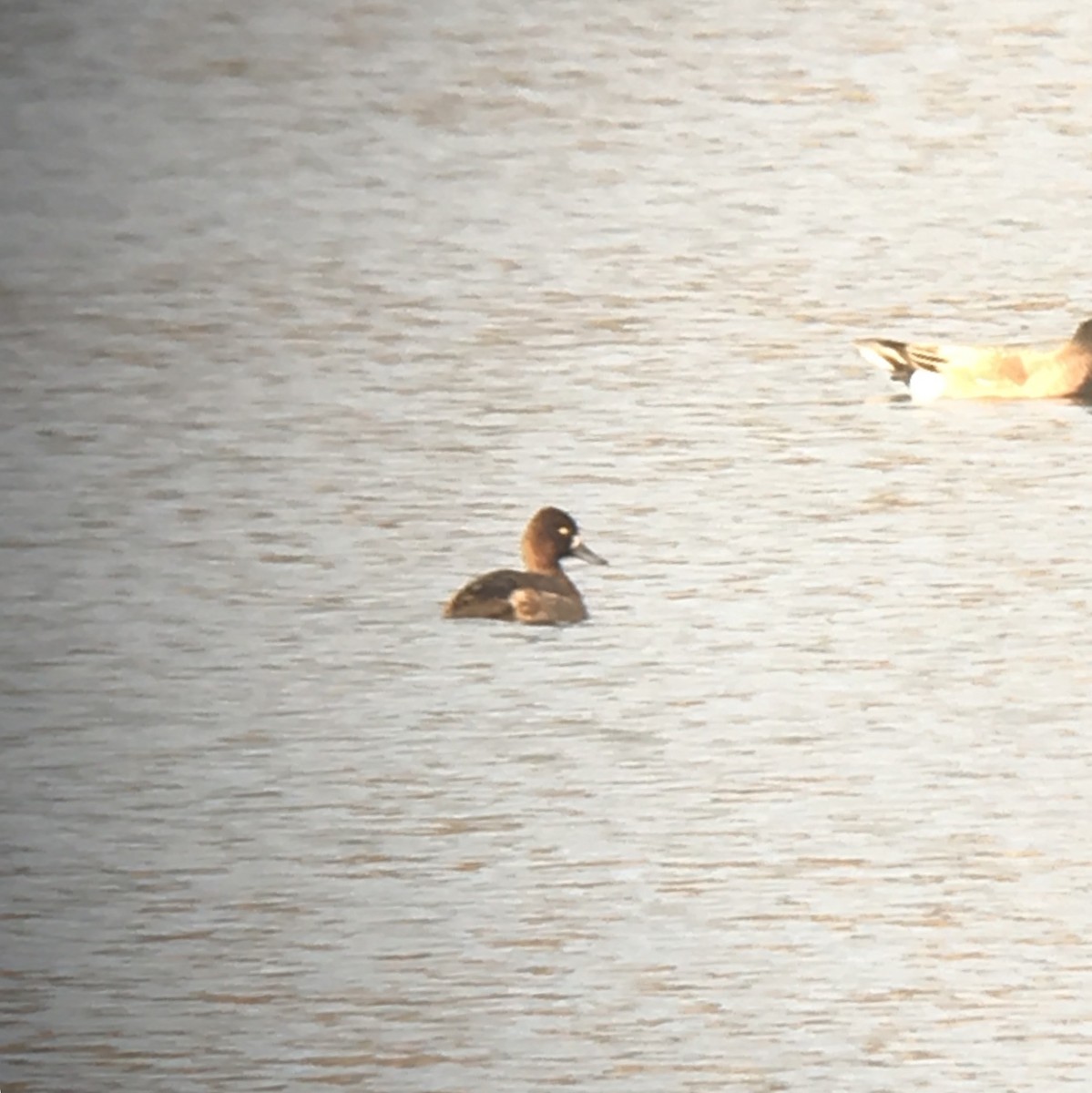 Lesser Scaup - ML151178241