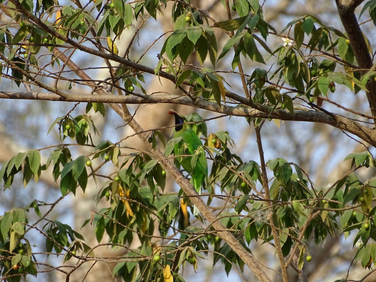 Goldstirn-Blattvogel - ML151179751