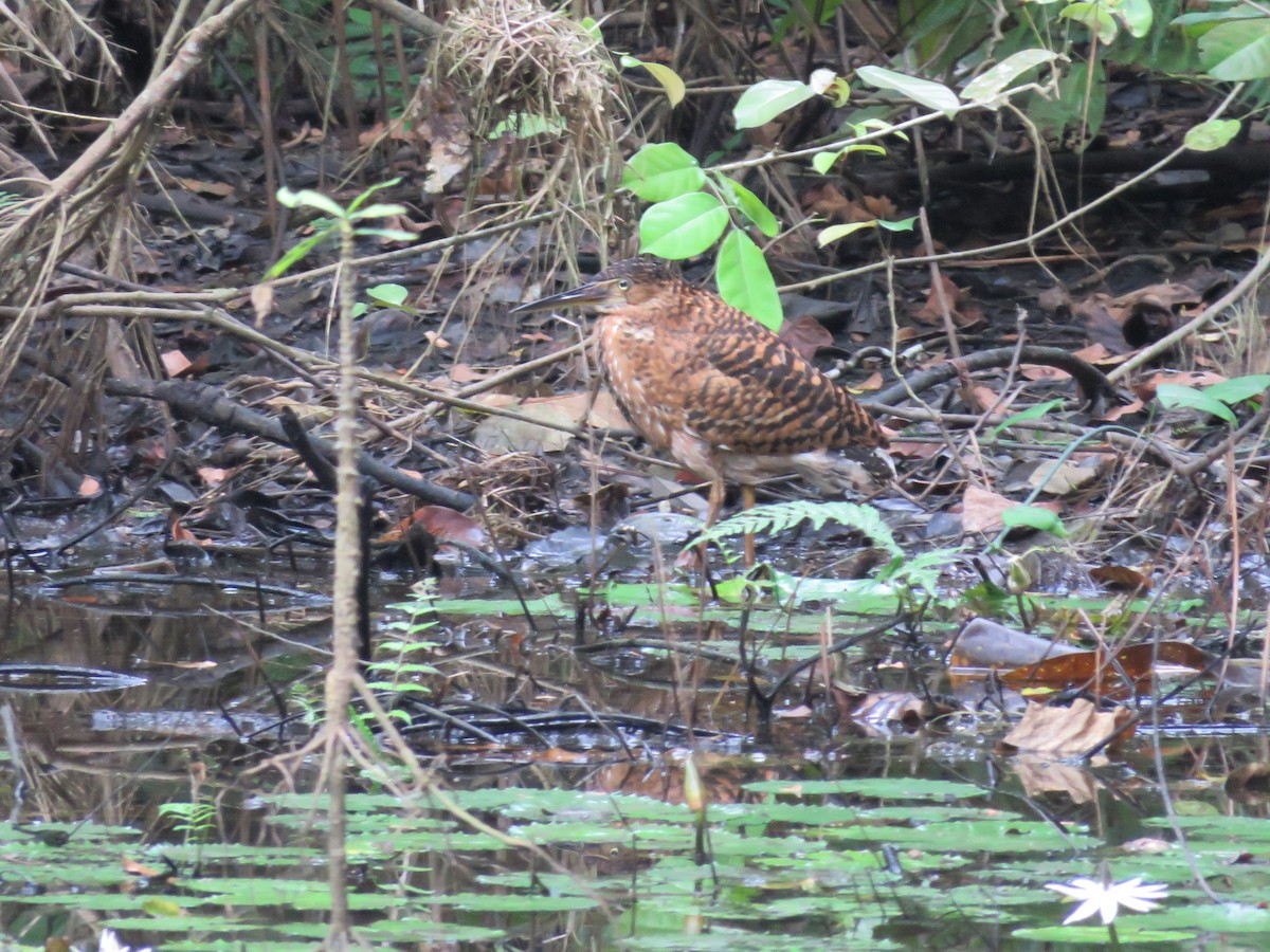 White-crested Tiger-Heron - ML151180671