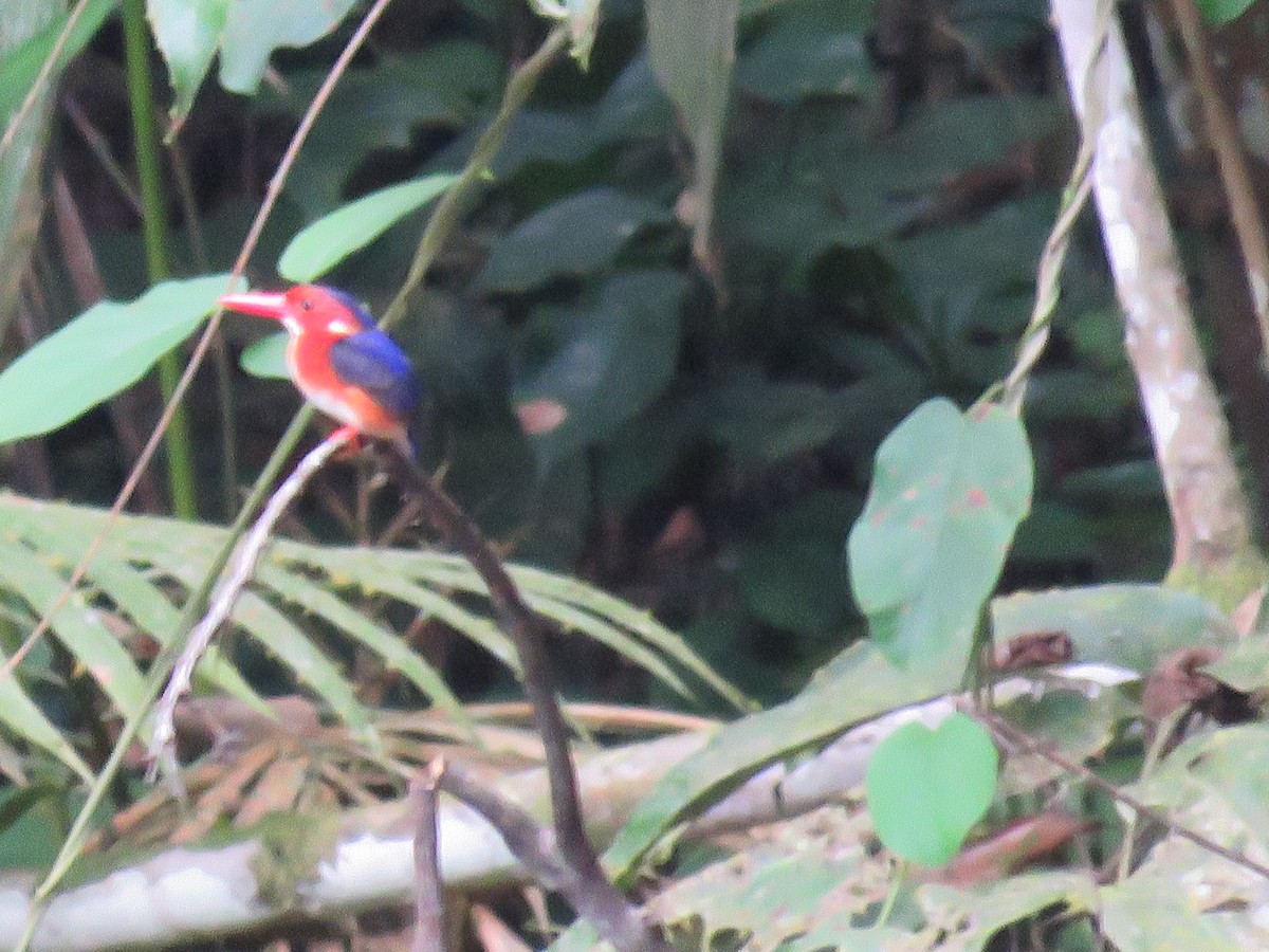 White-bellied Kingfisher - ML151180851