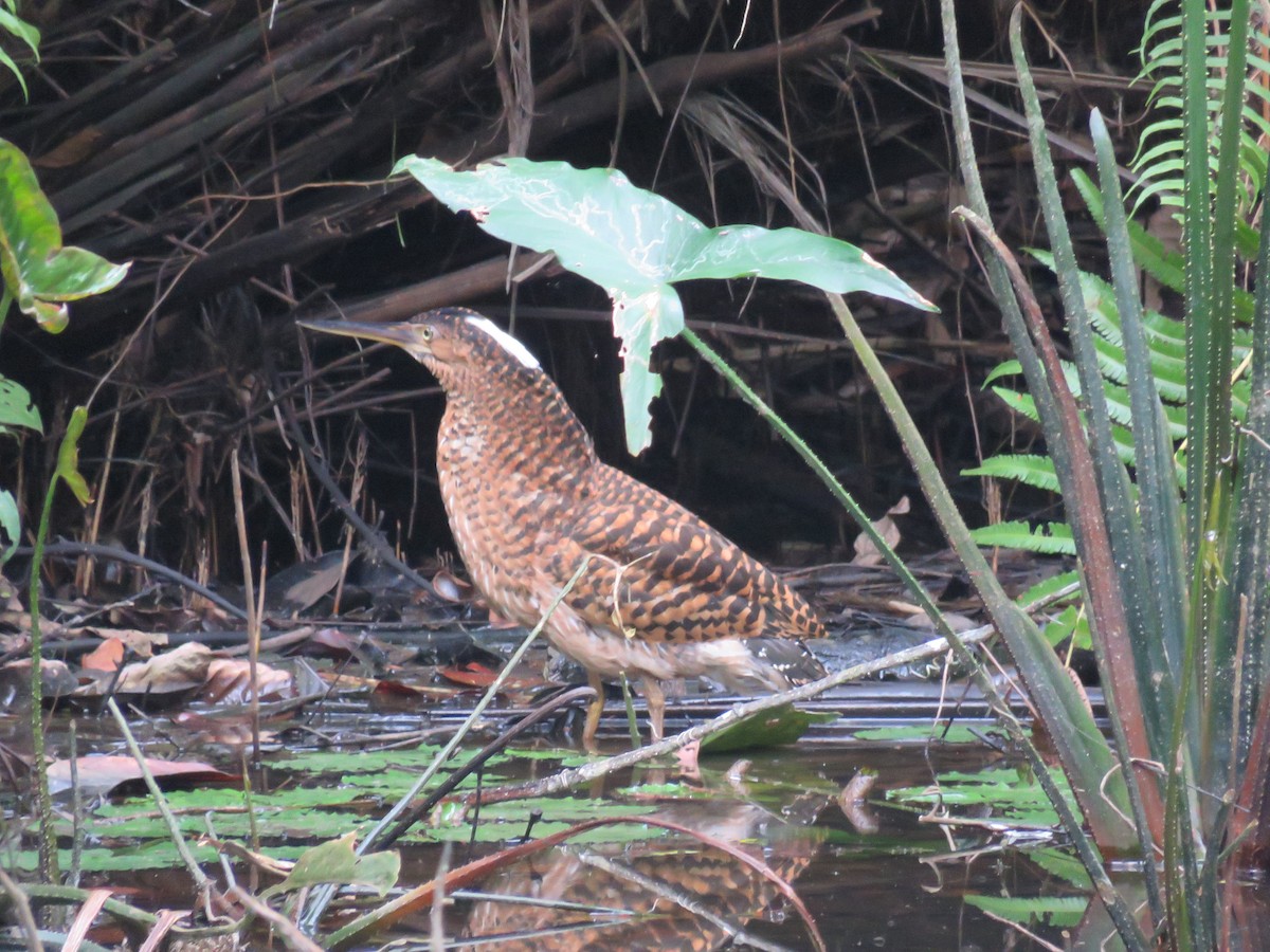 White-crested Tiger-Heron - Craig Caldwell