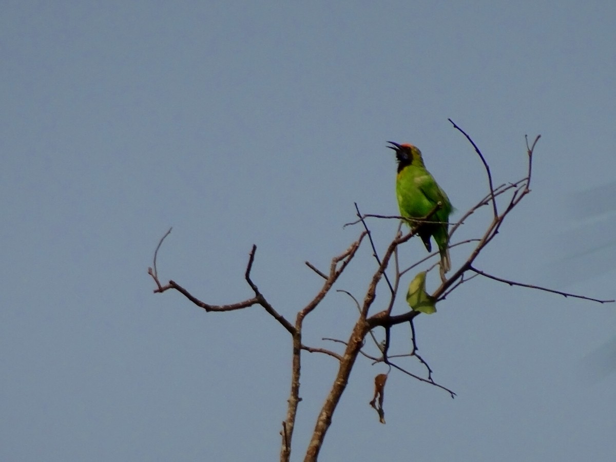 Golden-fronted Leafbird - piansakd mukkyaprasert