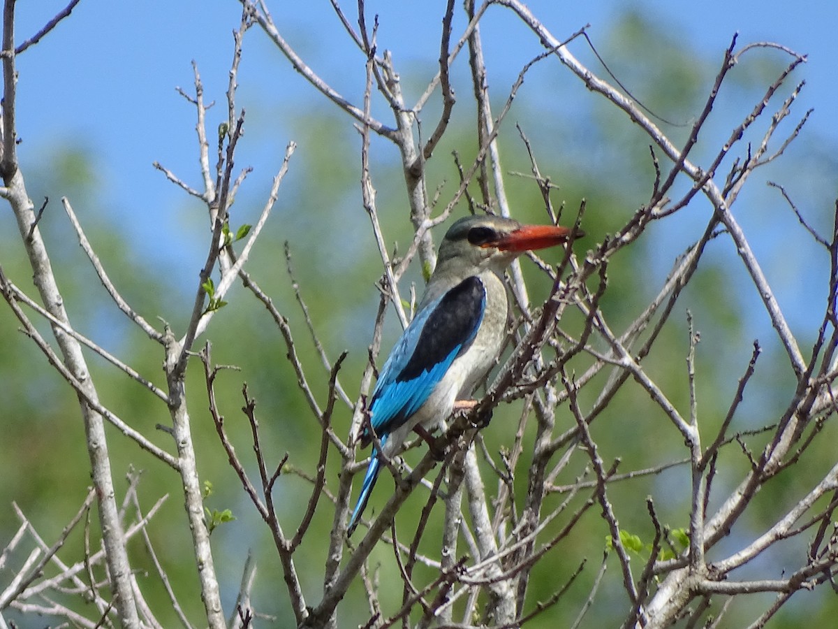 Mangrove Kingfisher - ML151183001