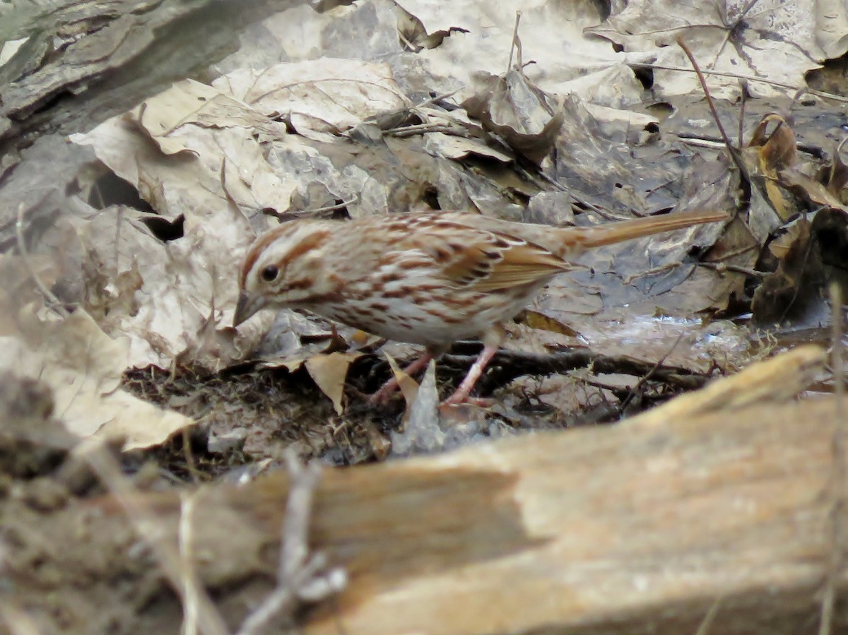 Song Sparrow - Patricia and Richard Williams