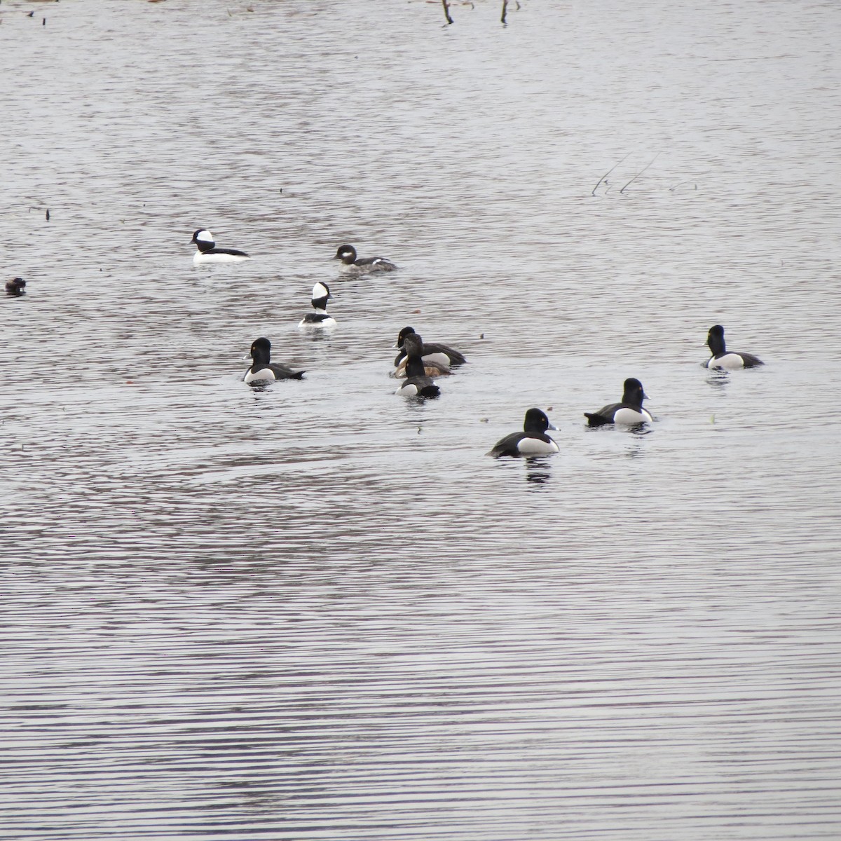 Bufflehead - ML151186191