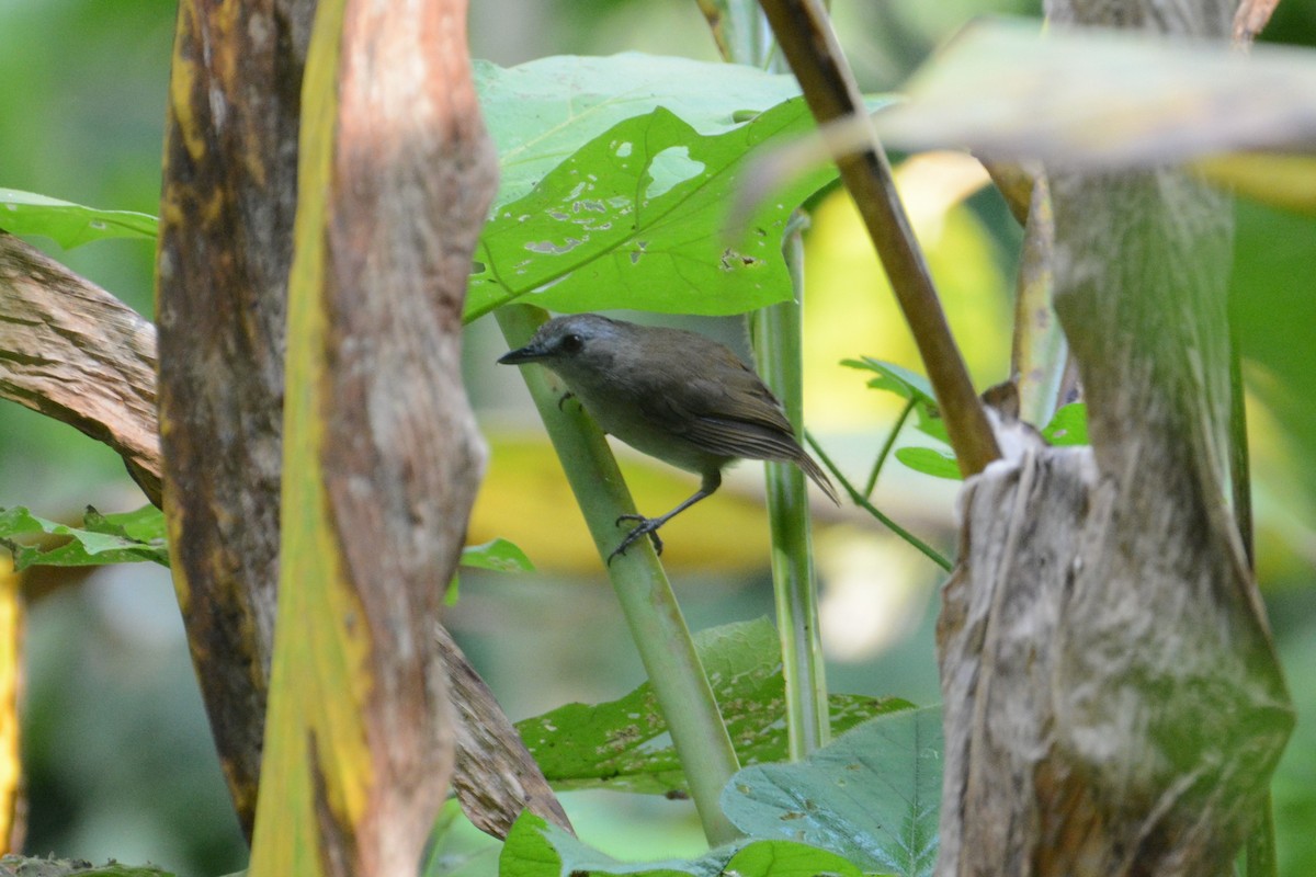 Horsfield's Babbler - ML151187001