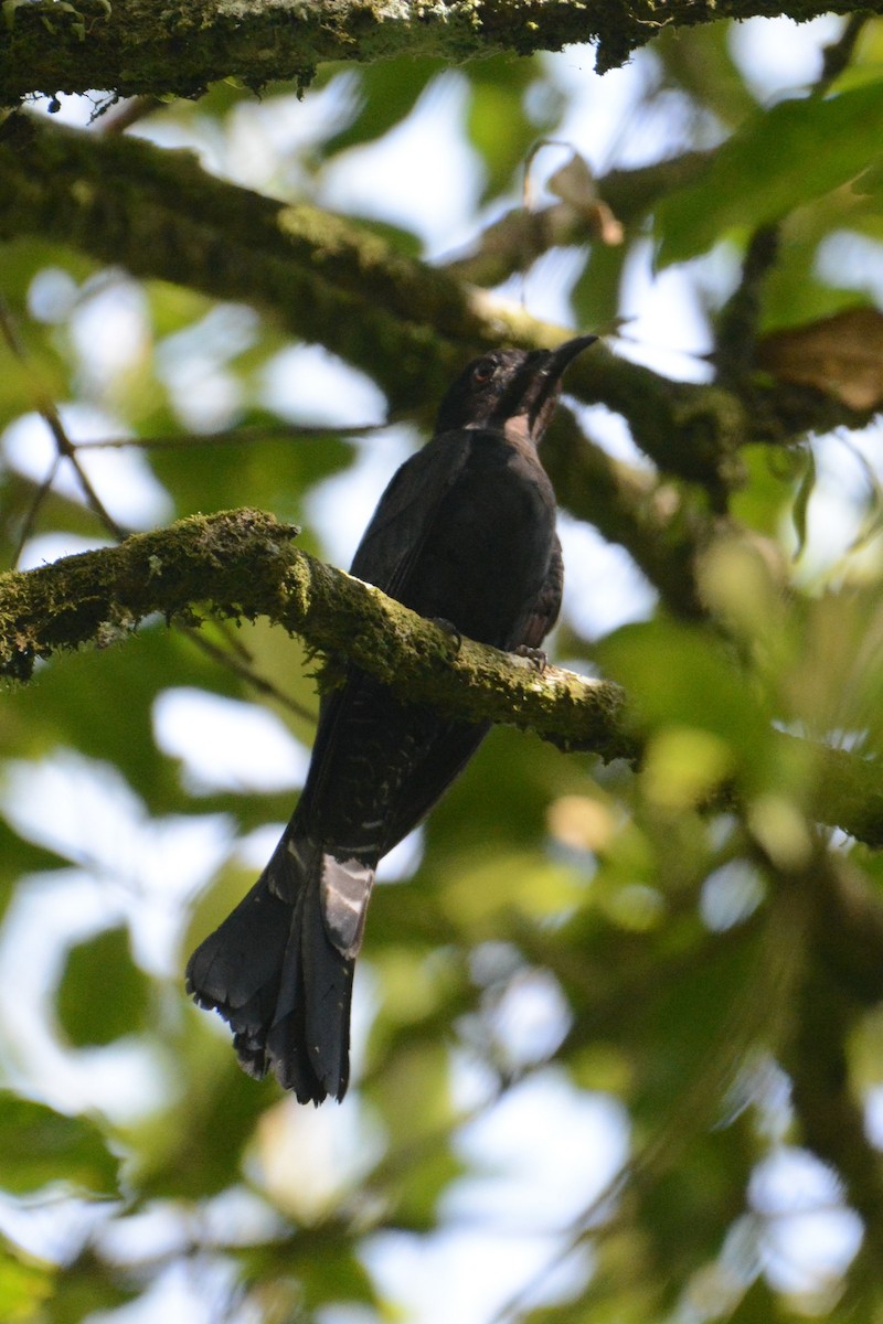 Square-tailed Drongo-Cuckoo - ML151187151