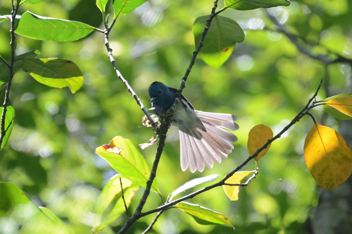 Black-naped Monarch - ML151187191