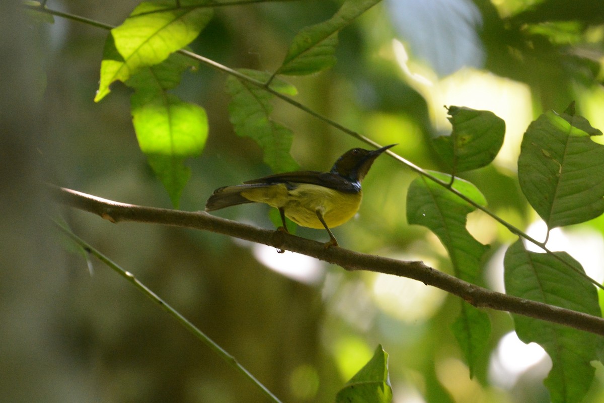 Brown-throated Sunbird - ML151187231