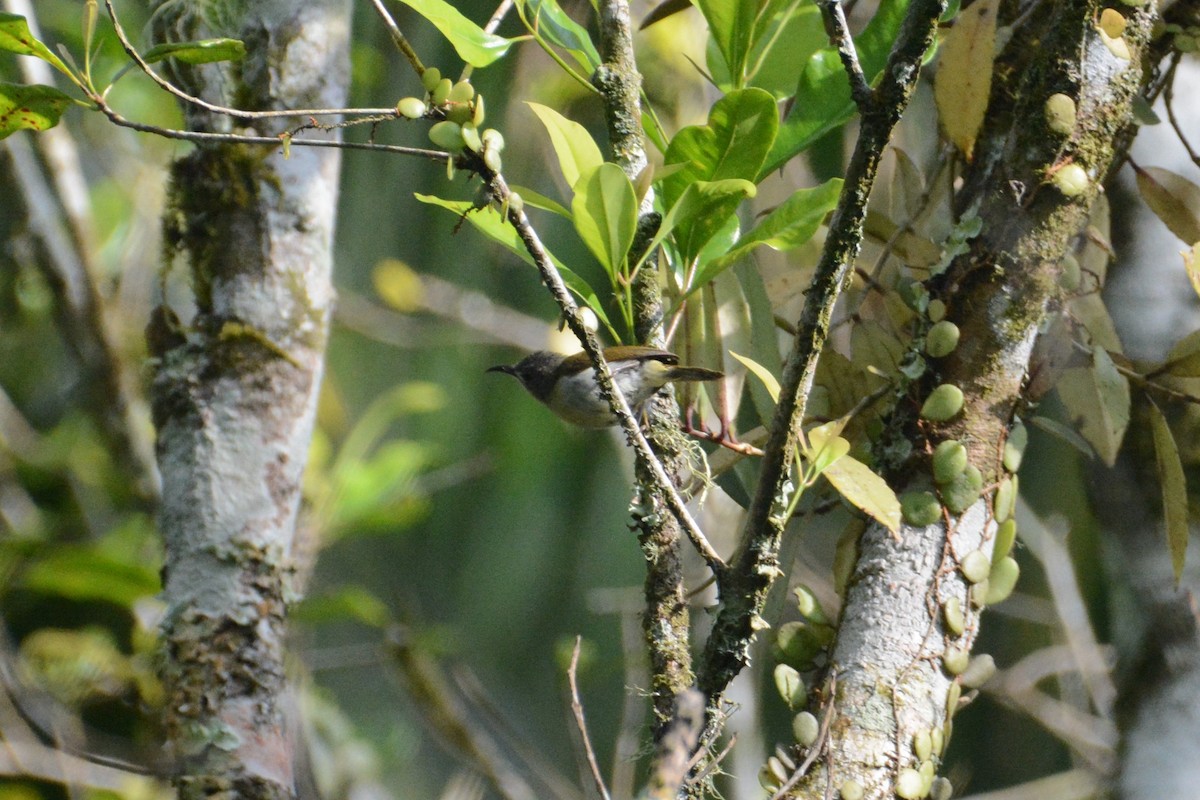 Scharlachnektarvogel - ML151187261