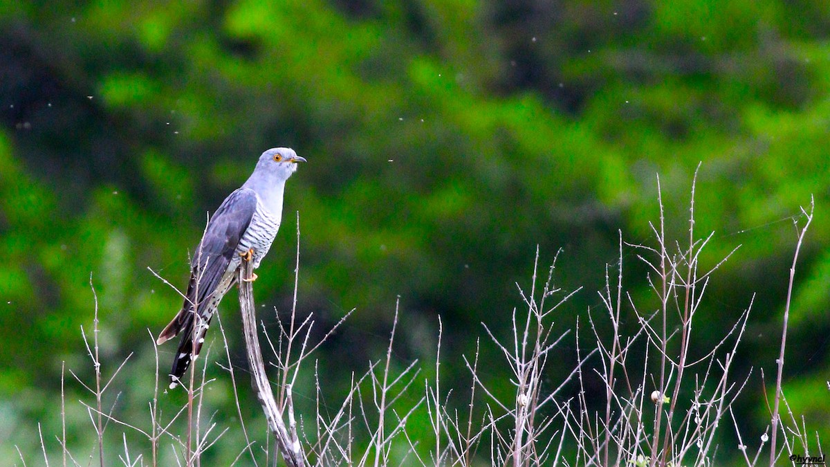 Common Cuckoo - ML151187771