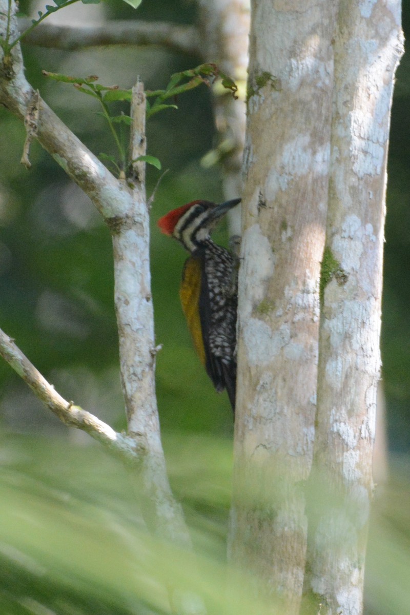 Common Flameback - ML151187841