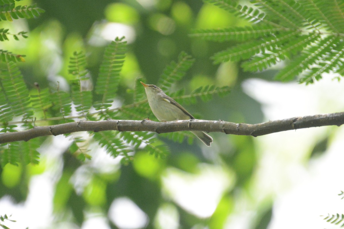 Arctic Warbler - ML151187921