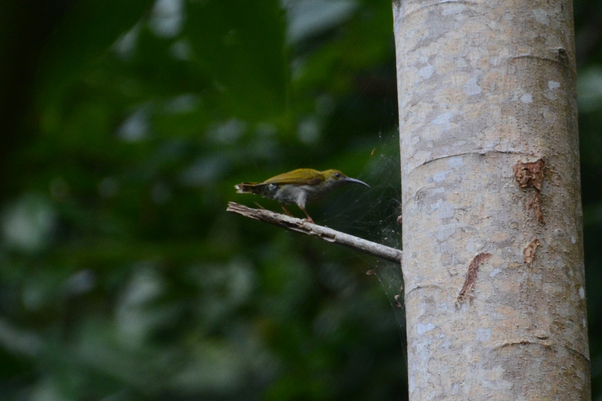 Streaky-breasted Spiderhunter - ML151188341