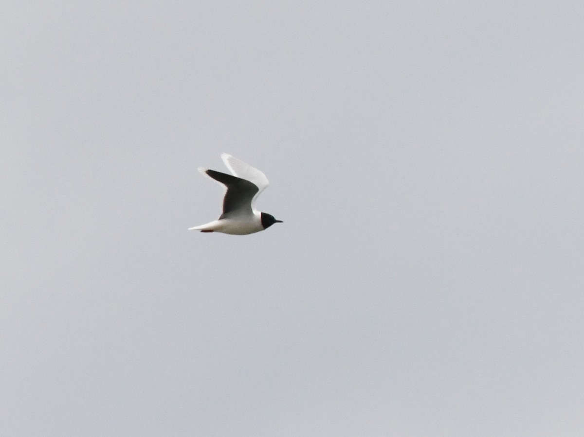 Little Gull - Joshua Vandermeulen
