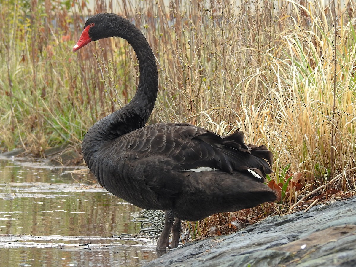 Cisne Negro - ML151188571