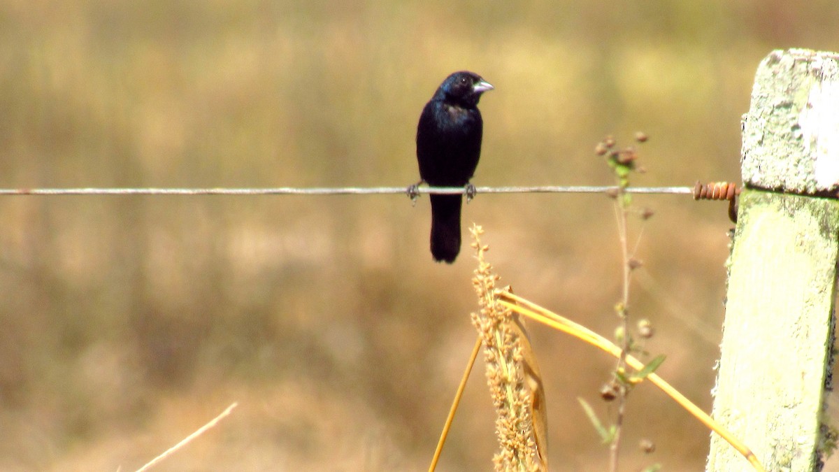 Blue-black Grassquit - ML151190171