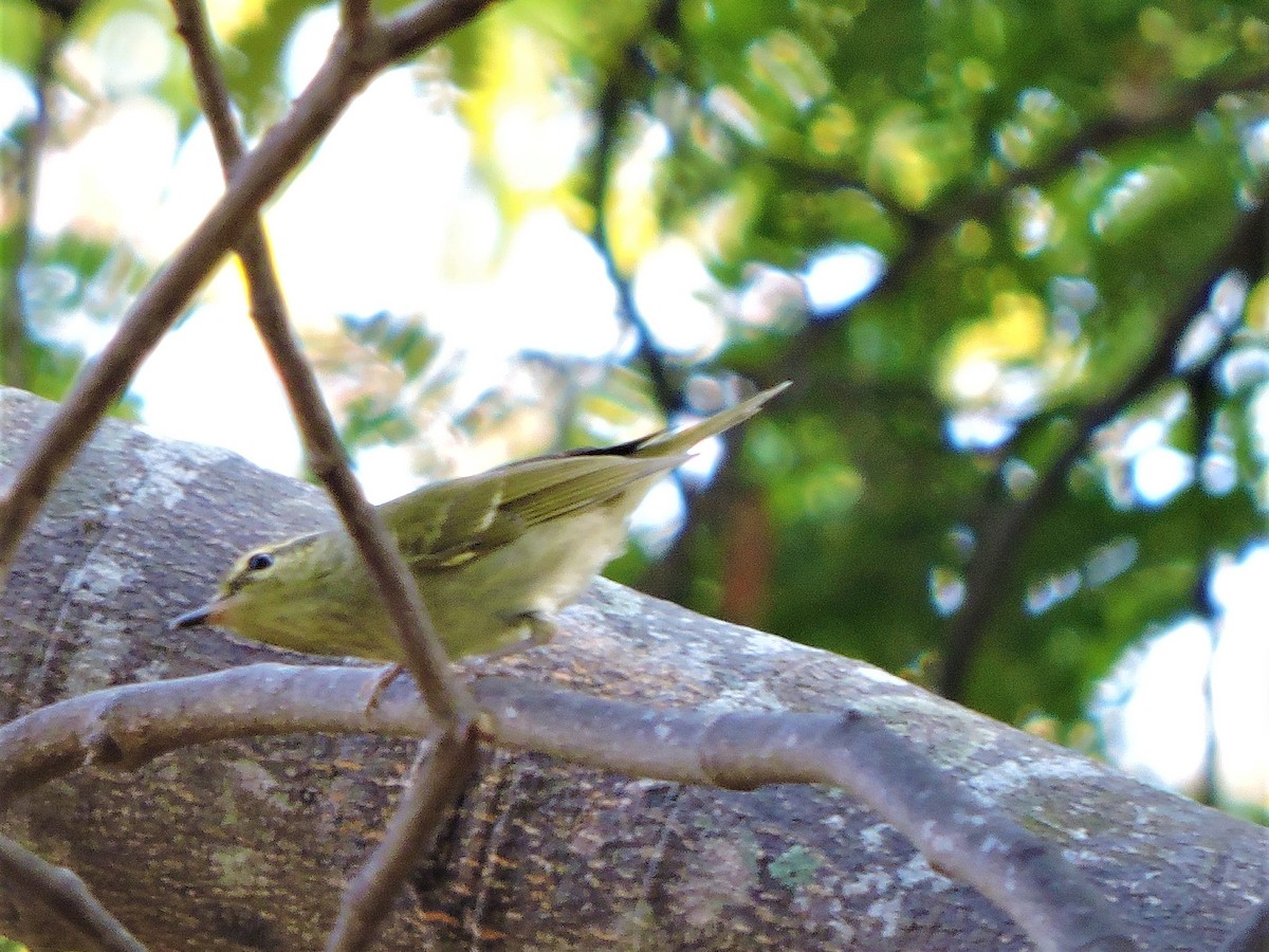 Large-billed Leaf Warbler - Mahathi Narayanaswamy