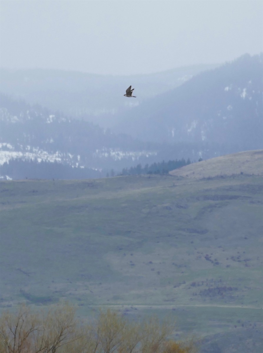 Peregrine Falcon - Dave Trochlell