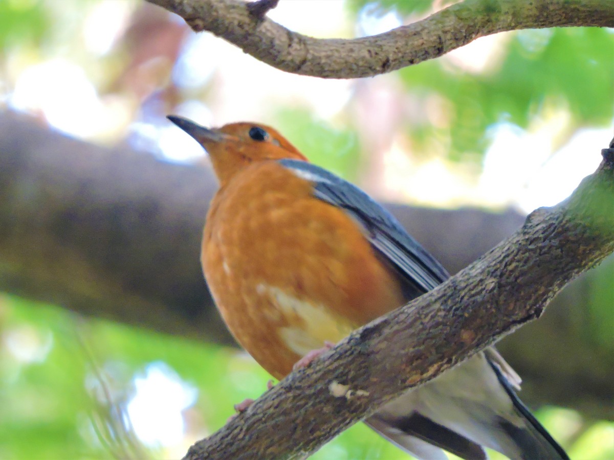 Orange-headed Thrush - ML151194611