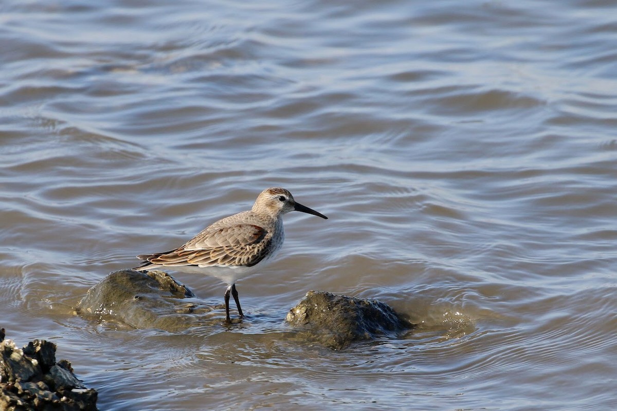 Dunlin - Atsushi Shimazaki