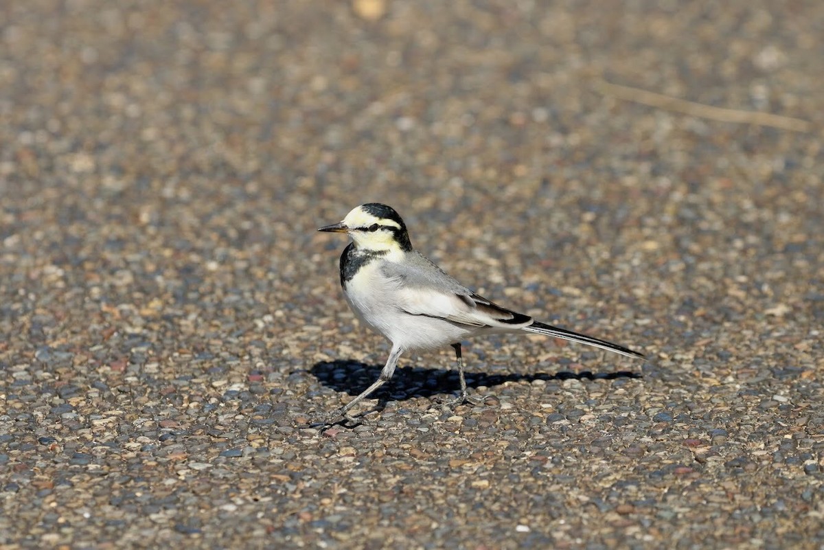 White Wagtail - ML151194931