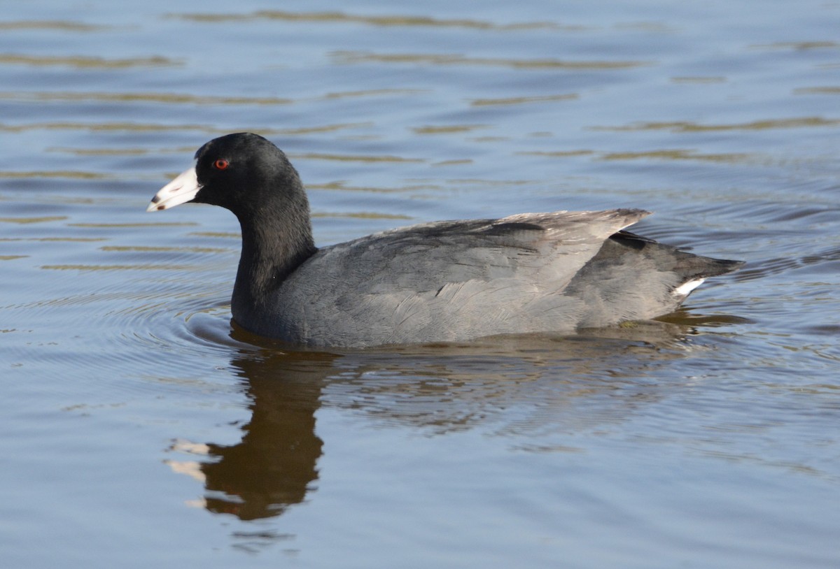 American Coot - ML151199811